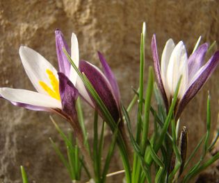 Crocus_alatavicus.JPG