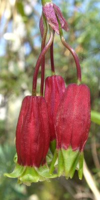 Dichelostemma_ida-maia.jpg