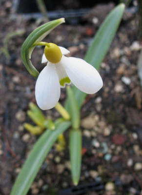 Spindlestone_Surprise__.._4.3.13._006.jpg