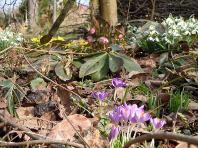 fruhbluher_08.03.13.JPG