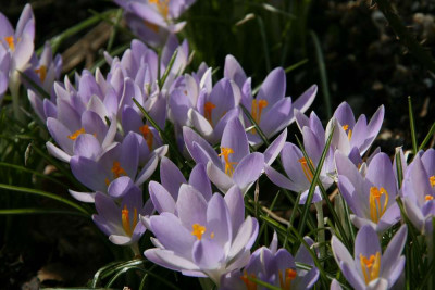 Fruhling0513.jpg