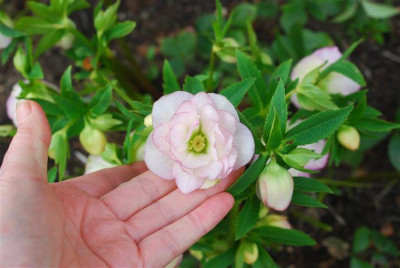 C5743_Small.JPG