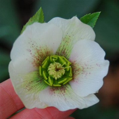 C5791a_Small.jpg