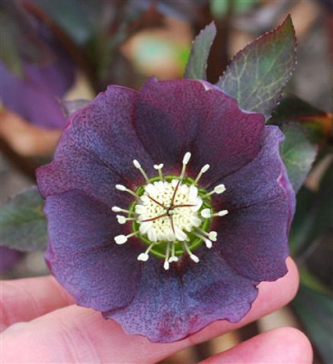 C5756a_Small.jpg