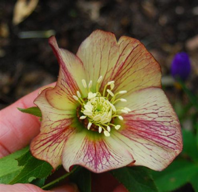 C5770a_Small.jpg