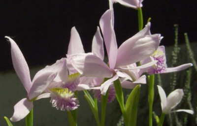 Pogonia_ophioglossoides2.jpg