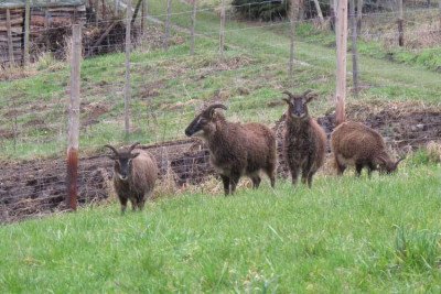 soay_001.jpg