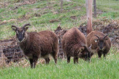 soay_002.jpg
