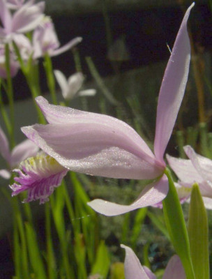 Pogonia_ophioglossoides1.jpg