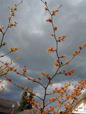 vor_dem_Temperatursturz_09.03.13_009.JPG
