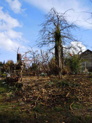 vor_dem_Temperatursturz_09.03.13_002.JPG