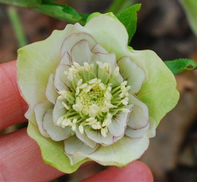 C5748a_Small.jpg