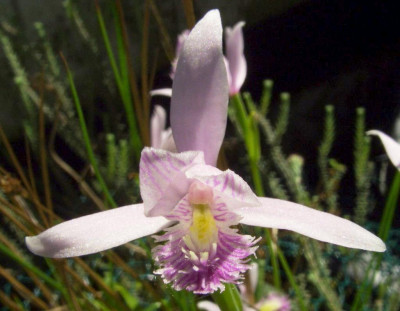 Pogonia_ophioglossoides3.jpg