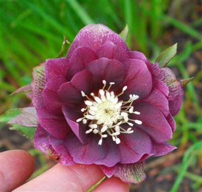 C5745a_Small.jpg
