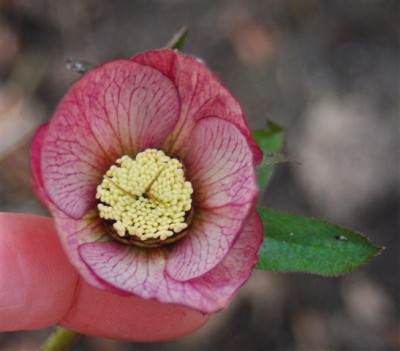 C5773a_Small.jpg