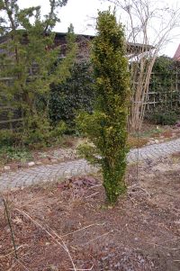 Saulenbuchs.011b.jpg