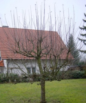 abbel1.jpg