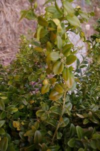 Saulenbuchs.022b.jpg