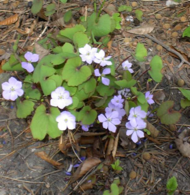 jeffersonia.jpg