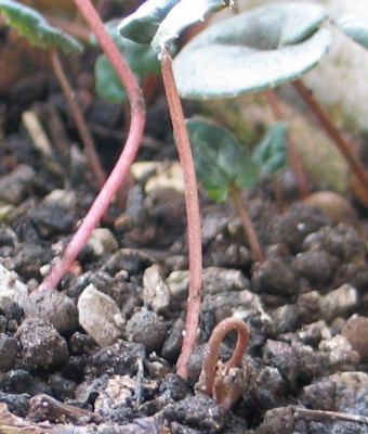 repandum_Knospe.jpg