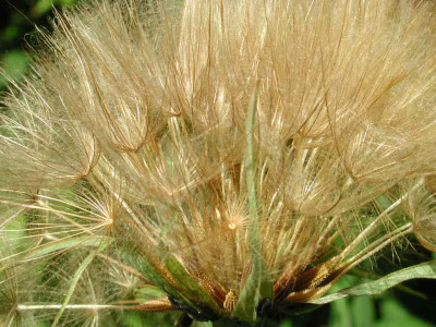 Trapogon_porrifolium_1.jpg