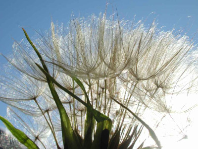Tragopogon_porrifolium.jpg