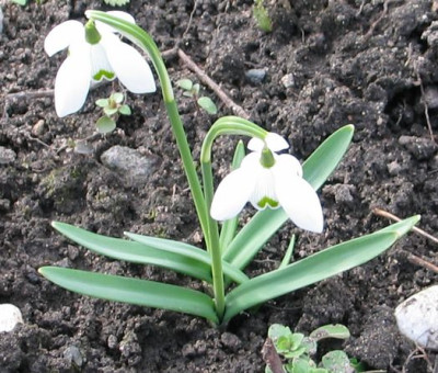 axels-Hybrid1.jpg