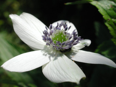 Anemone_rivularis_2005.jpg