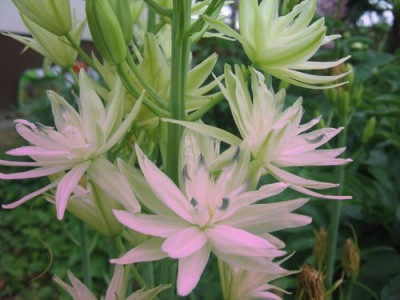 Camassia.jpg