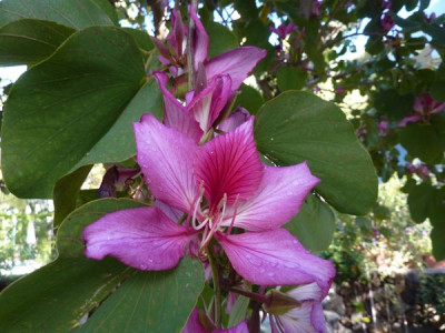 Bauhinia_variegata_fars_2013.jpg