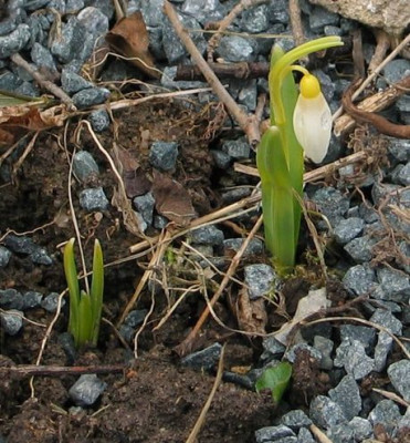 Sandersi-strain_pumpot.jpg