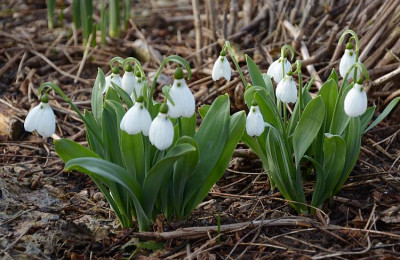 galanthus_3_13.jpg