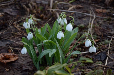 galanthus_4_13.jpg