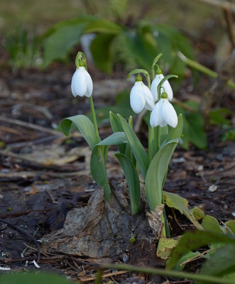 galanthus_5_13.jpg