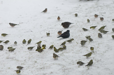 Winterfuetterung-Mar1213.jpg