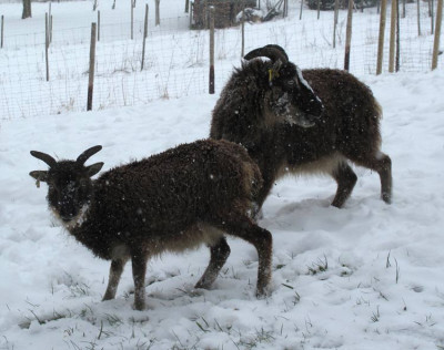 Soay_schnee_03.jpg