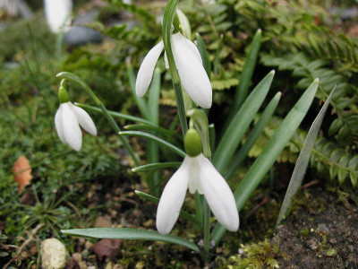 Schneeweichen_..._9.3.13._008.jpg