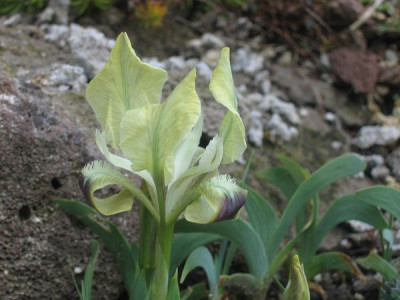 Iris_sehr_nieder_2.jpg
