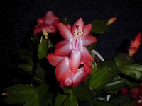 Schlumbergera.JPG