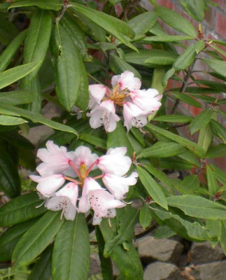 rhododendron.jpg