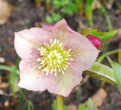 C5797a_Small.jpg