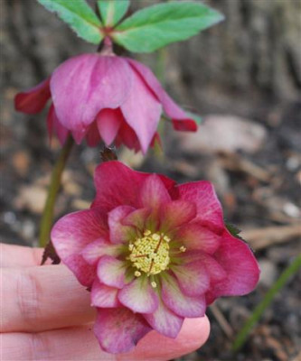 C5798a_Small.jpg