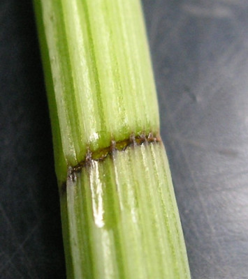 Astrantia_kranker_Stengel.jpg
