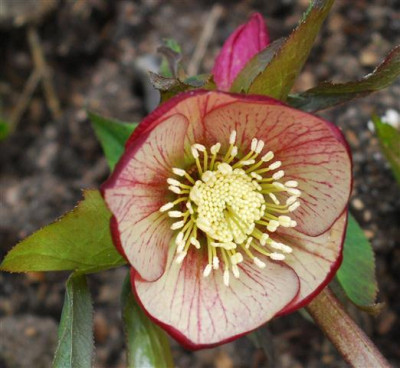C5803a_Small.jpg