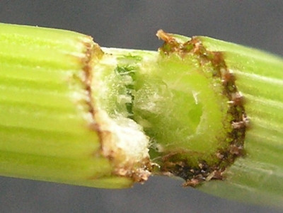 Astrantia_Stengel_aufgebrochen.jpg