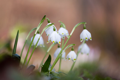 Marzbecher-im-Garten.jpg
