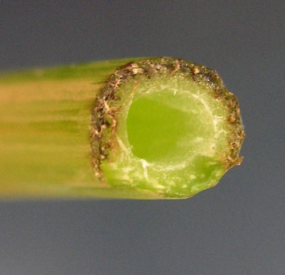 Astrantia_krank.jpg