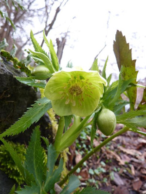 Helleborus_multifidus_fars_2013.jpg