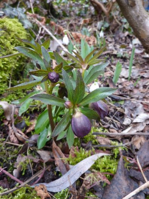 Helleborus_torquatus_fars_2013.jpg