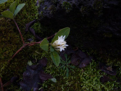 Daphne_blagayana_fars_2013.jpg
